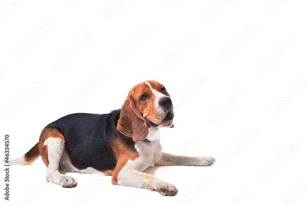 beagle dog on white background beagle dog on white background