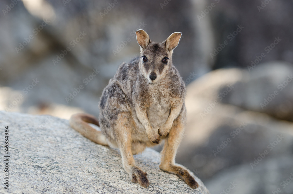 Naklejka premium ロックワラビー