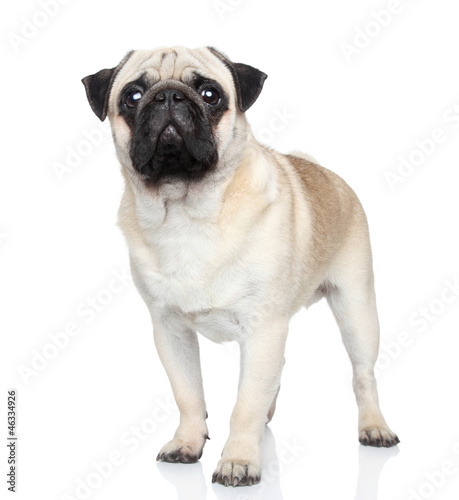 Pug dog on white background