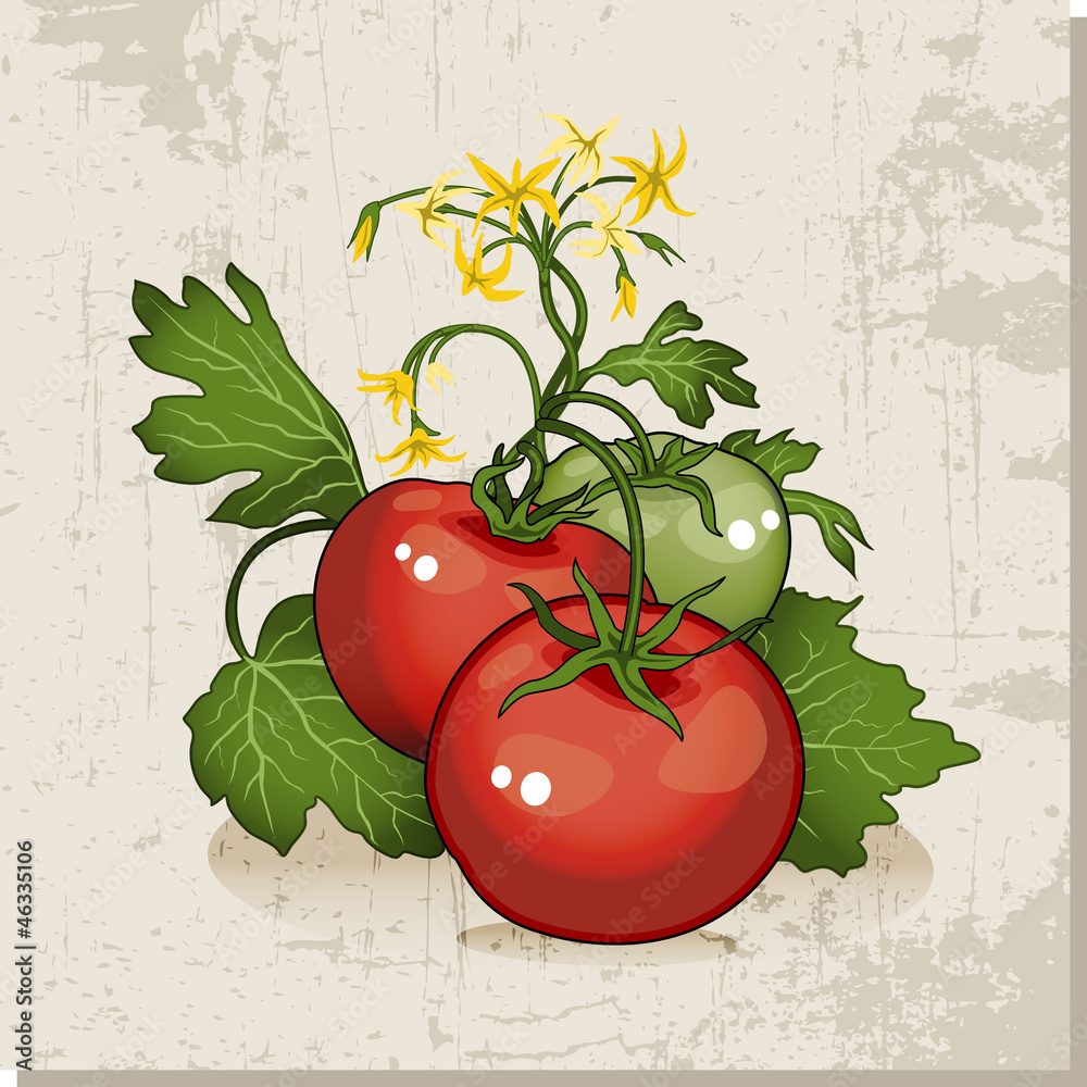 Tomates no pé