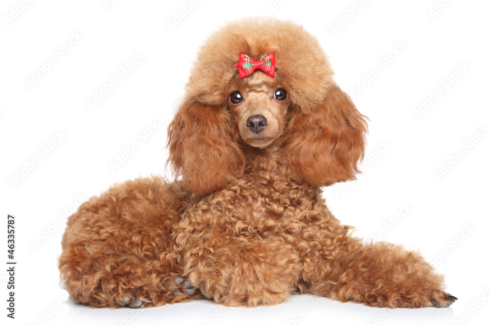 Toy poodle puppy on a white background Toy poodle puppy on a white background