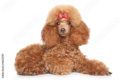 Fototapeta Naklejka Na Ścianę i Meble -  Toy poodle puppy on a white background
