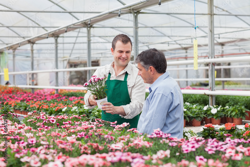 Man and employee looking at flowers in greenhouse