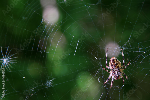 Spiral orb web with spider in the center