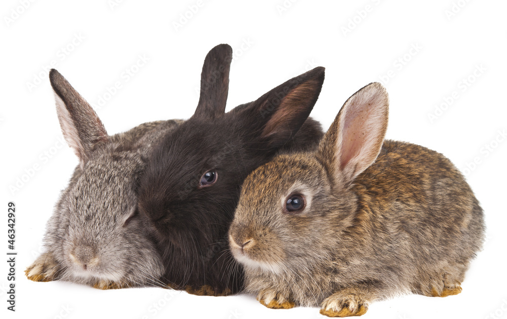 small rabbits isolated small rabbits isolated