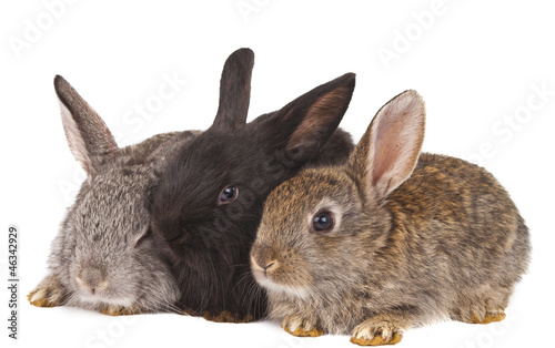 small rabbits isolated