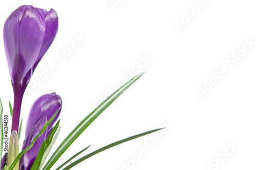 Beautiful violet crocus isolated on white