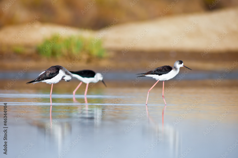 Black-Winged Stilt