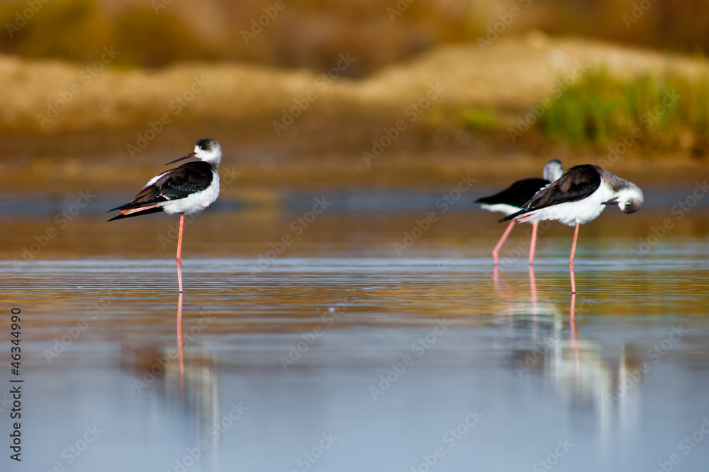 Black-Winged Stilt