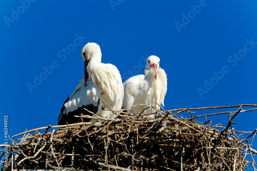 white stork