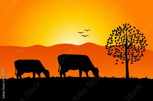 cows and sunrise