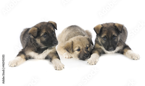 three puppy