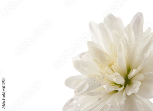 white chrysanthemum with drops isolated