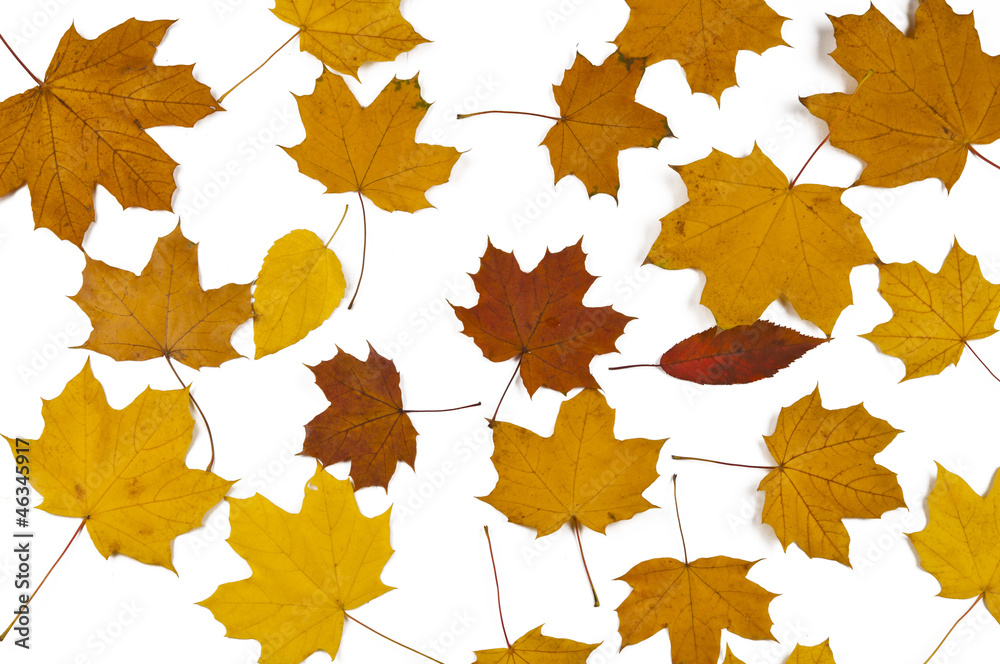 Fototapeta premium autumn leaves isolated