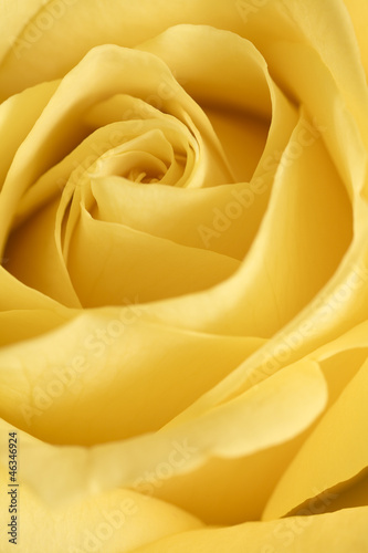 Yellow rose flower