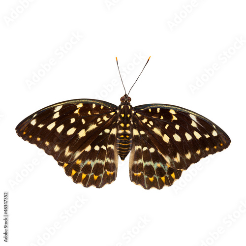 Common archduke butterfly isolated photo