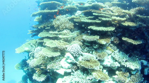 Underwater view of tropical coral reef and fishes. photo