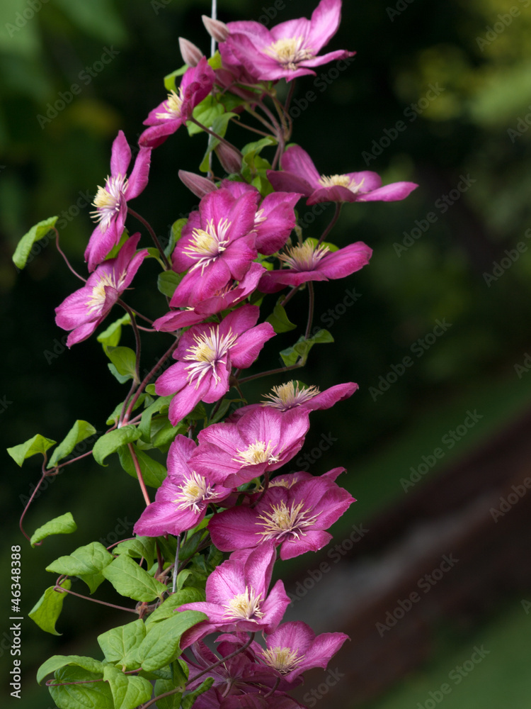 Obraz premium powojnik