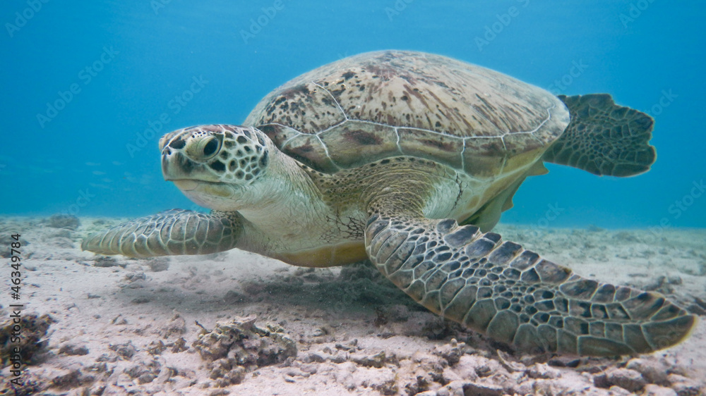 Fototapeta premium Green sea turtle