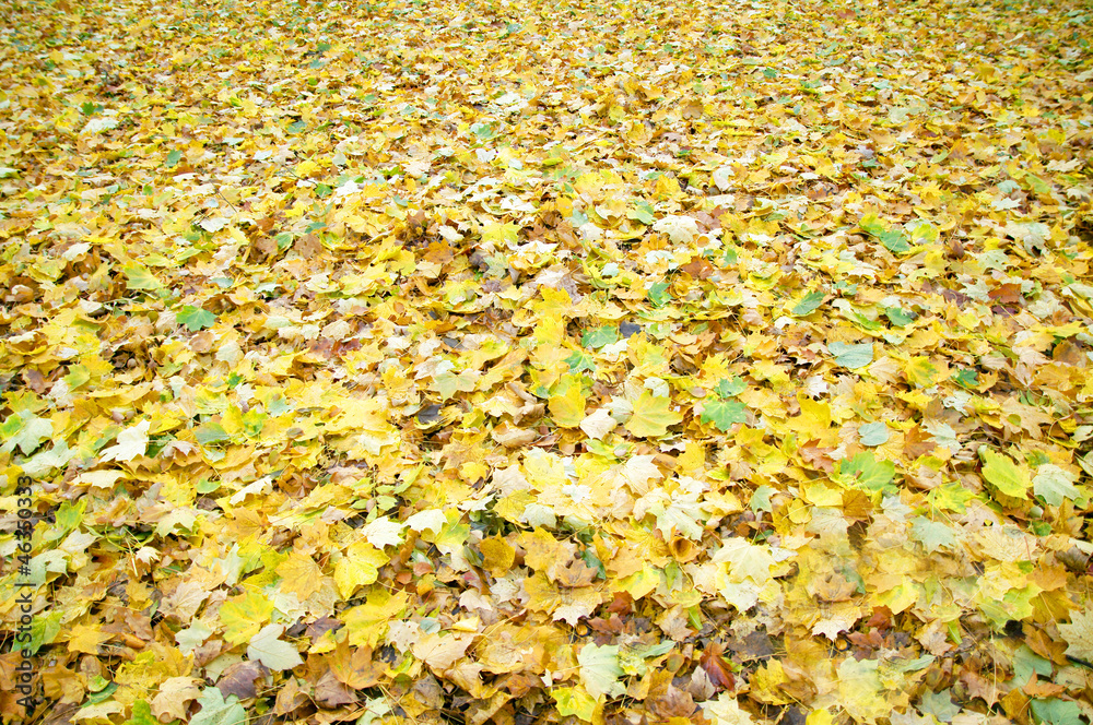 Obraz premium golden autumn