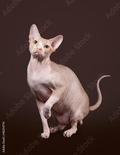 Don sphynx on dark brown background