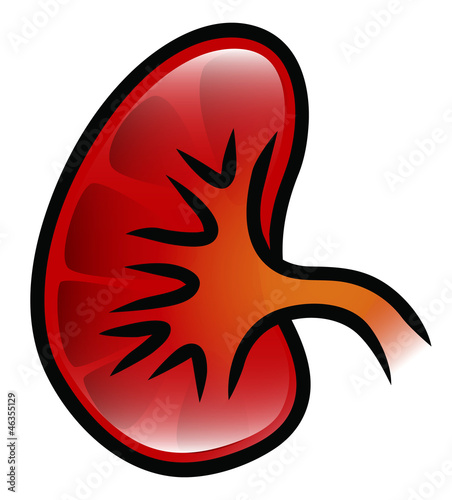 Kidney