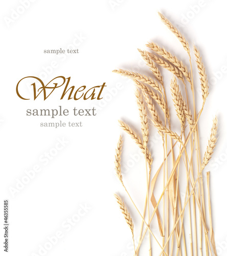 wheat