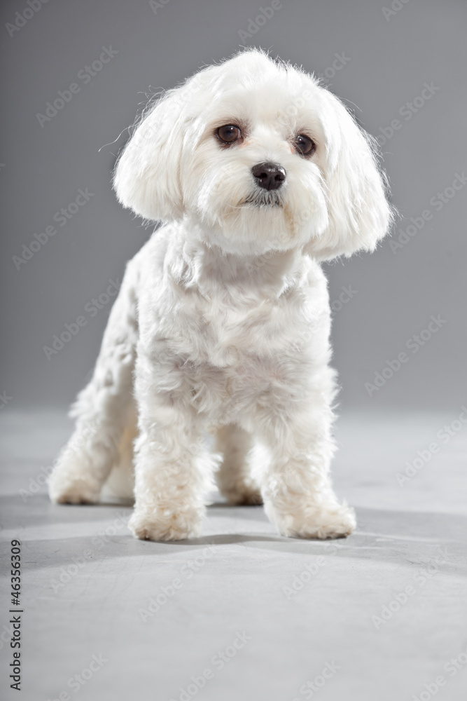 Cute white young maltese dog. Studio shot. Cute white young maltese dog. Studio shot.