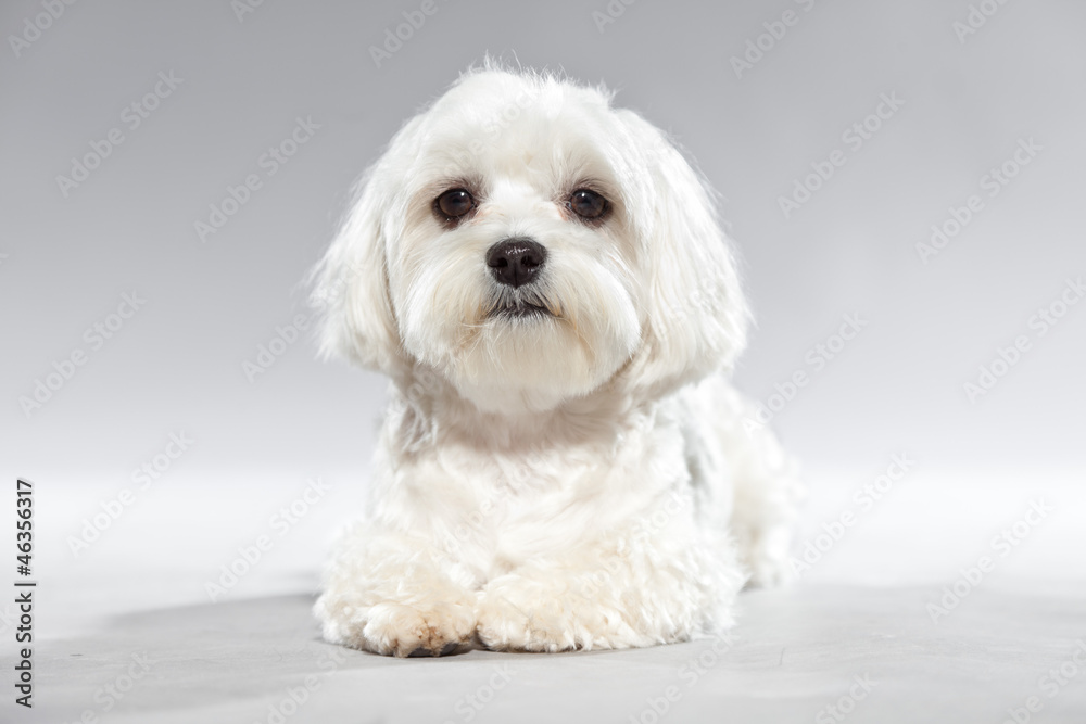 Cute white young maltese dog. Studio shot. Cute white young maltese dog. Studio shot.