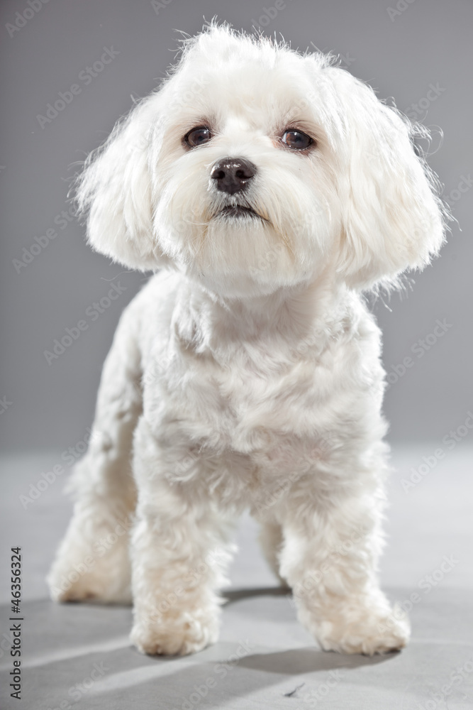 Cute white young maltese dog. Studio shot.