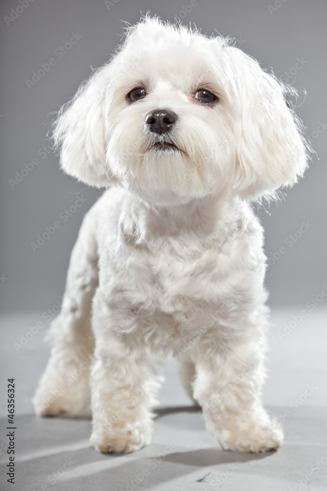 Cute white young maltese dog. Studio shot. Cute white young maltese dog. Studio shot.