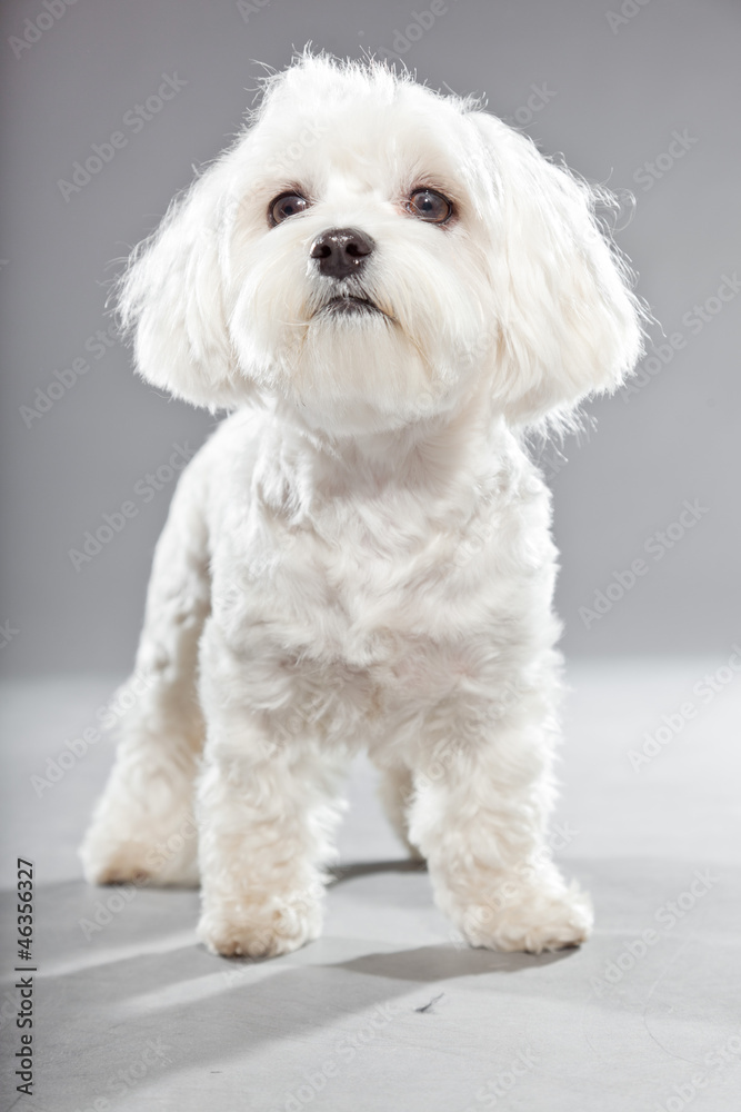 Cute white young maltese dog. Studio shot.