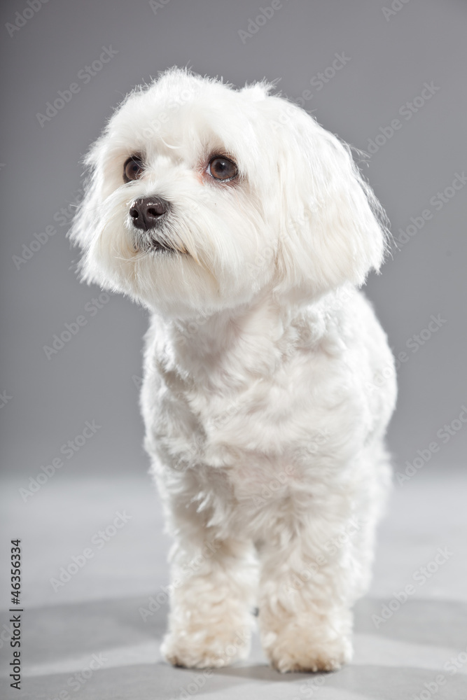 Cute white young maltese dog. Studio shot. Cute white young maltese dog. Studio shot.
