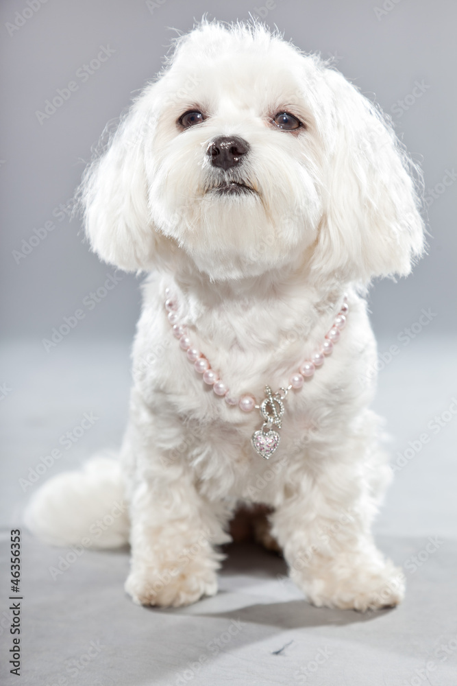 White young maltese dog with pink necklace. Studio shot.