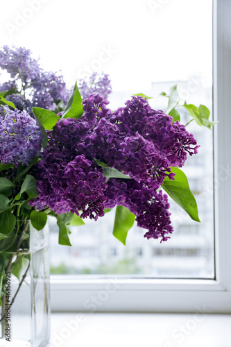 lilac flower on a window on...