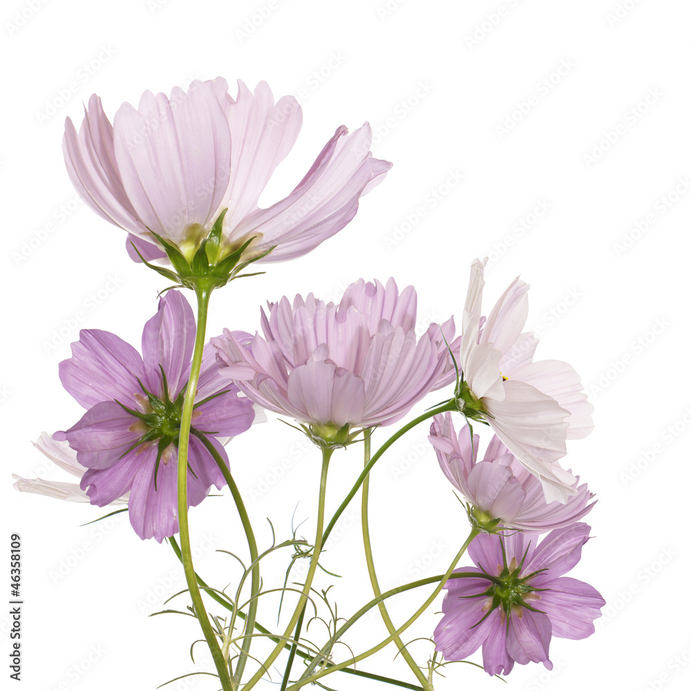 Beautiful pink flowers Beautiful pink flowers