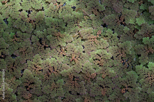 Wallpaper Mural Duckweed Torontodigital.ca