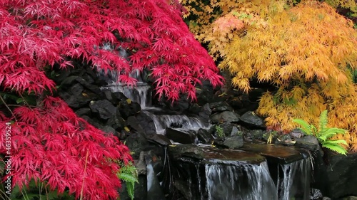 Laced Leaf Maple Trees in Zen Garden in Autumn