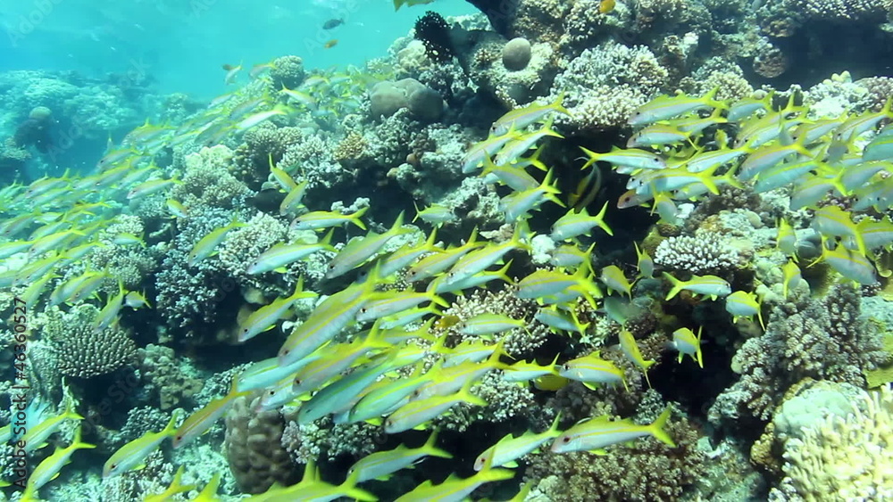 Huge shoal of Yellowfin Goatfish, swimming around a coral reef. Huge shoal of Yellowfin Goatfish, swimming around a coral reef.