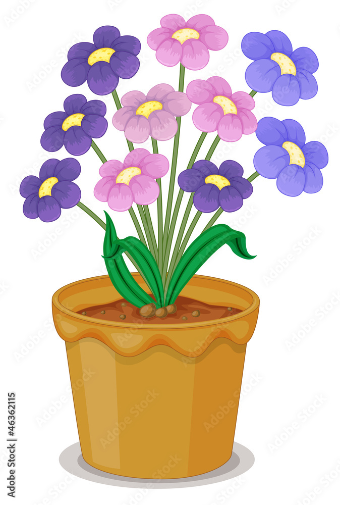 flowers and a pot
