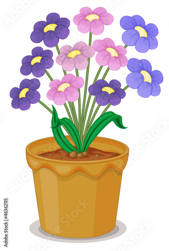 Fototapeta Naklejka Na Ścianę i Meble -  flowers and a pot
