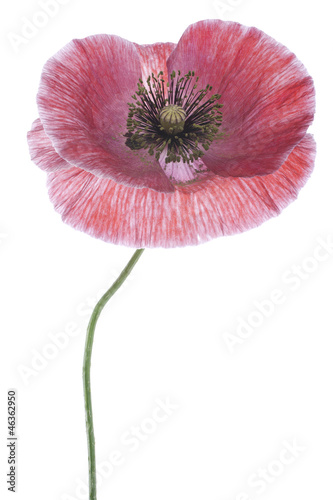 Fototapeta Naklejka Na Ścianę i Meble -  poppy