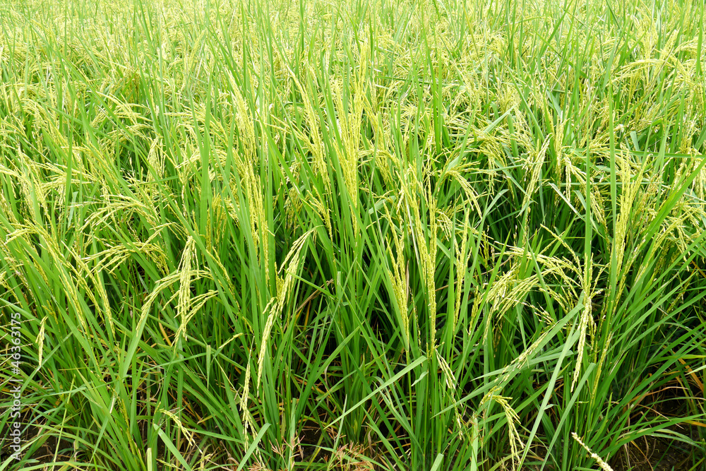 Rice and grains of rice