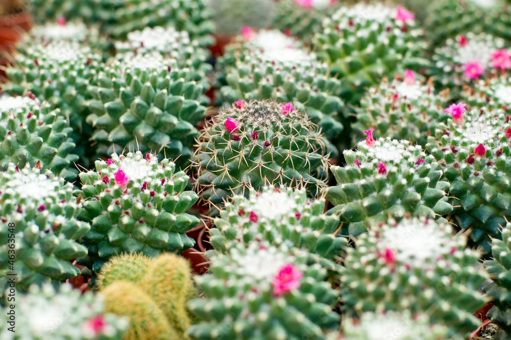 Blooming cactus background Blooming cactus background
