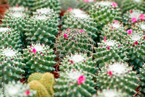 Blooming cactus background