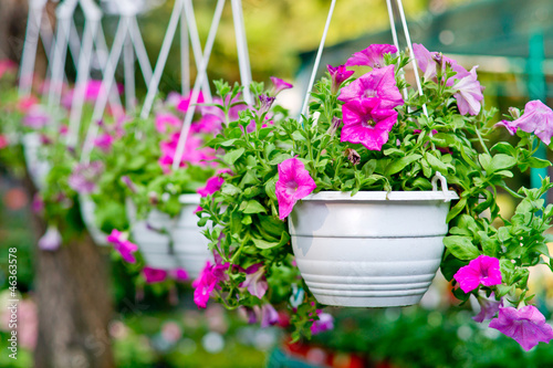 Flowers in pendent flowerpots