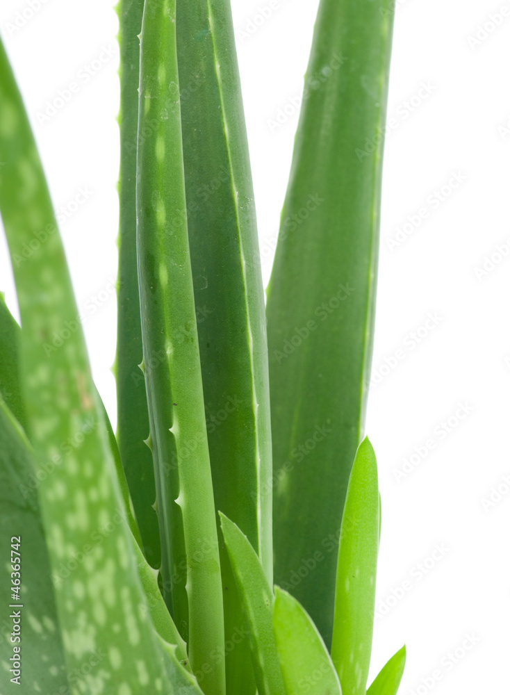 Obraz premium Aloe isolated on white background