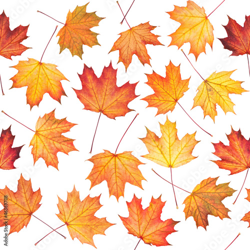 Seamless texture with maple leaves