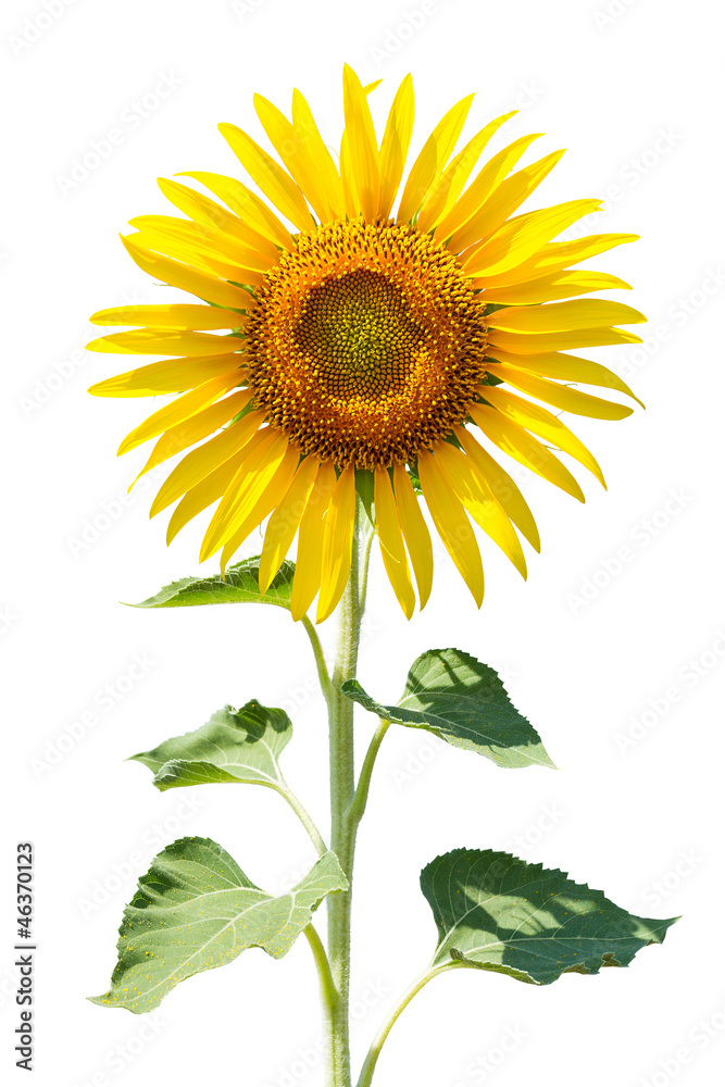 Sunflower Sunflower