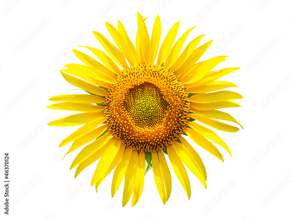Fototapeta premium Sunflower